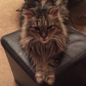 Meet your Posher, Maria